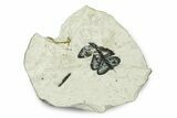 Miocene Spleenwort (Asplenium) Fossil - Murat, France #254022-1